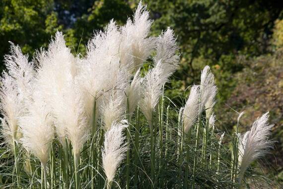 Kortaderia Trawa pampasowa Pumila Cortaderia selloana