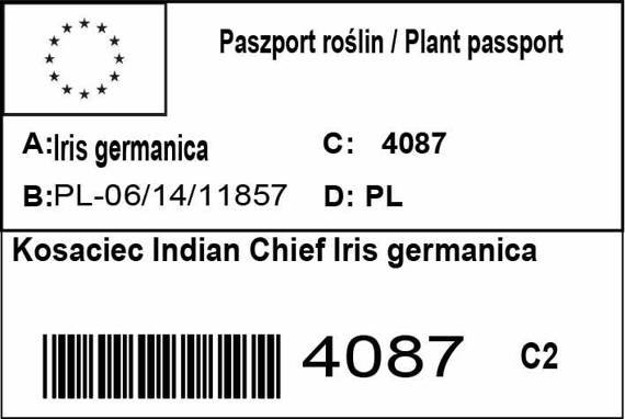 Kosaciec Indian Chief Iris germanica