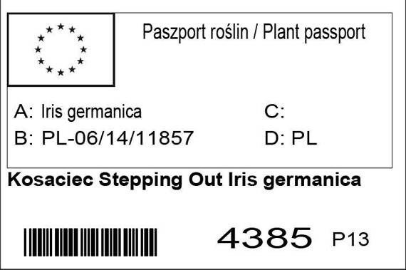 Kosaciec  Stepping Out Iris germanica