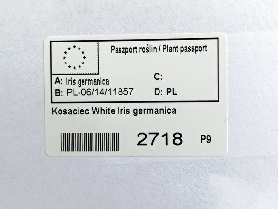 Kosaciec White Iris germanica