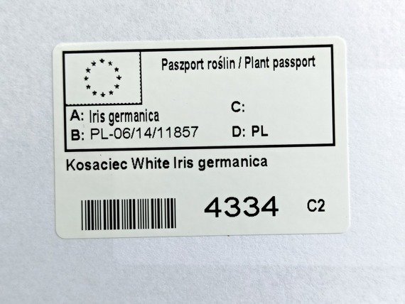 Kosaciec White Iris germanica