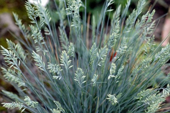 Kostrzewa sina Elijah Blue Trawa niebieska Festuca glauca