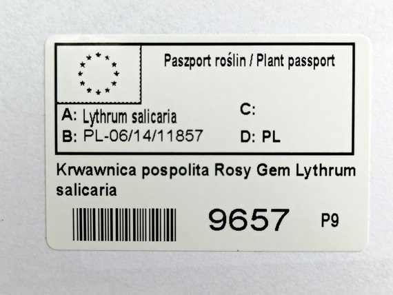 Krwawnica pospolita Rosy Gem Lythrum salicaria