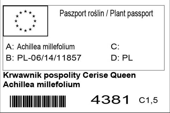 Krwawnik pospolity Cerise Queen Achillea Millefolium