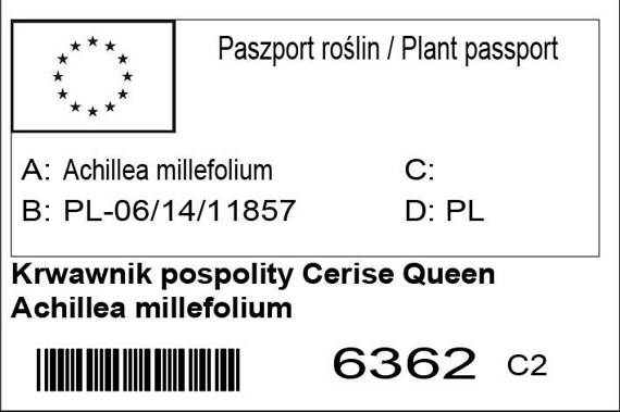 Krwawnik pospolity Cerise Queen Achillea Millefolium