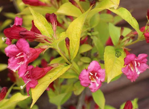 Krzewuszka Briant Rubidor 'Olympiade' Weigela