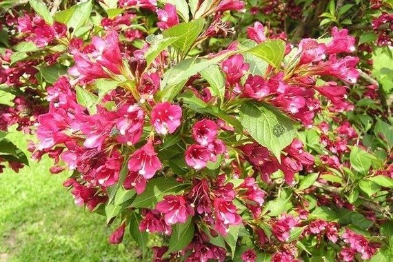 Krzewuszka Cudowna Bristol Ruby Weigela