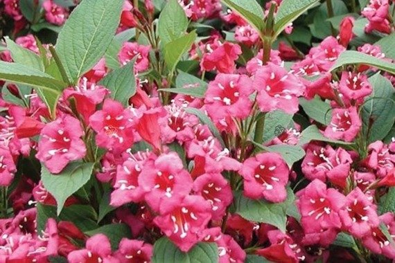 Krzewuszka Cudowna Bristol Ruby Weigela