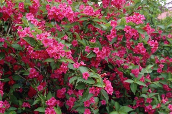 Krzewuszka Cudowna Bristol Ruby Weigela