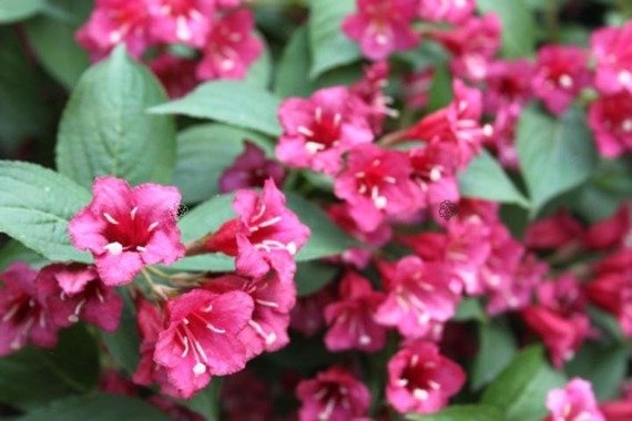 Krzewuszka Cudowna Bristol Ruby Weigela