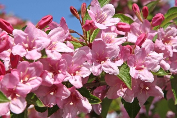 Krzewuszka Styriaca Weigela