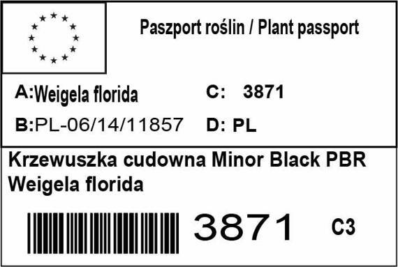 Krzewuszka cudowna Minor Black PBR Weigela florida