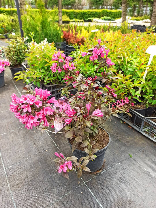 Krzewuszka cudowna Minor Black PBR Weigela florida