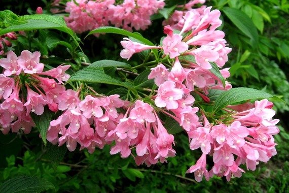 Krzewuszka cudowna Pink Poppet Plangen PBR Weigela florida