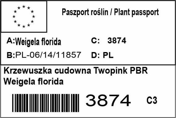 Krzewuszka cudowna Twopink PBR Weigela florida