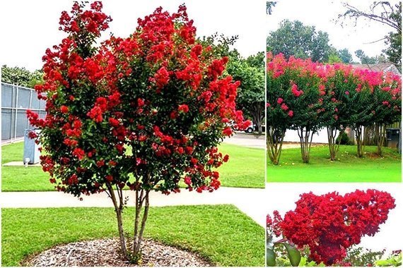 Lagerstroemia Tricolor - czerwona, fioletowa i różowa ZESTAW 3 sadzonek Lagerstroemia indica