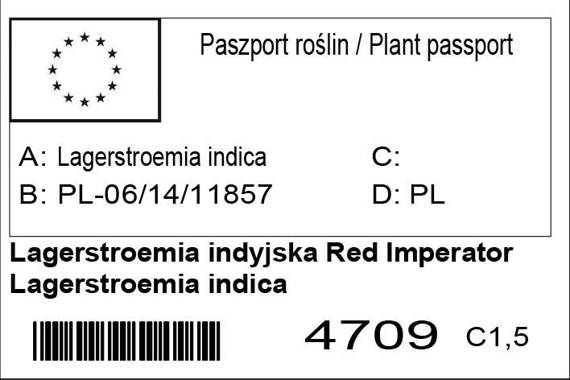 Lagerstroemia indyjska czerwona Red Imperator Lagerstroemia indica