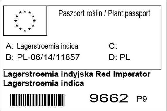 Lagerstroemia indyjska czerwona Red Imperator Lagerstroemia indica