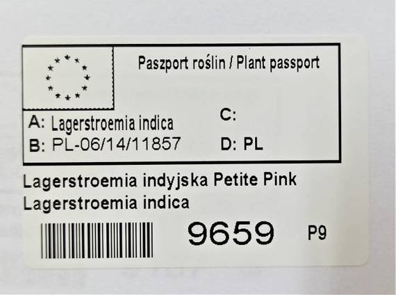 Lagerstroemia indyjska różowa Petite Pink Lagerstroemia indica
