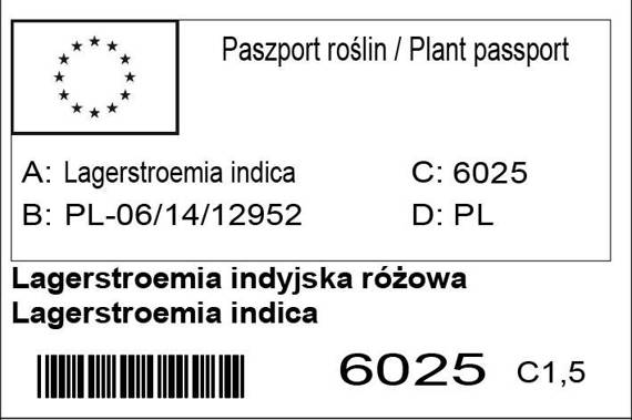 Lagerstroemia indyjska różowa Petite Pink Lagerstroemia indica