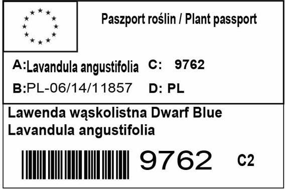 Lawenda wąskolistna Dwarf Blue Lavandula angustifolia