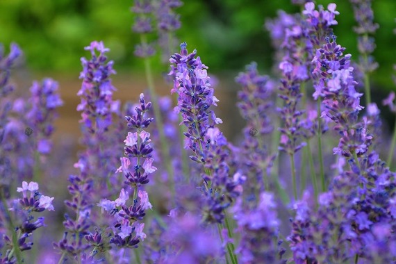 Lawenda wąskolistna Hidcote Lavandula angustifolia