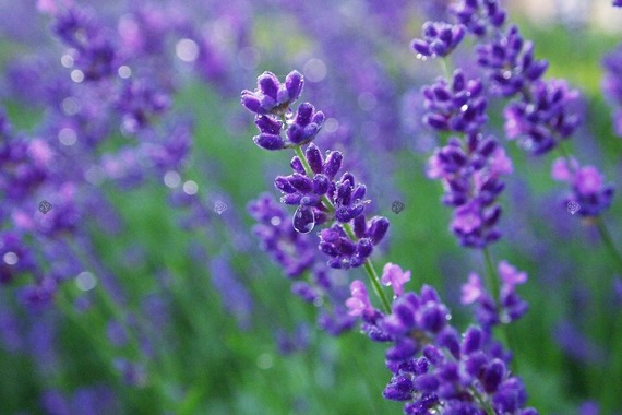 Lawenda wąskolistna Hidcote Lavandula angustifolia