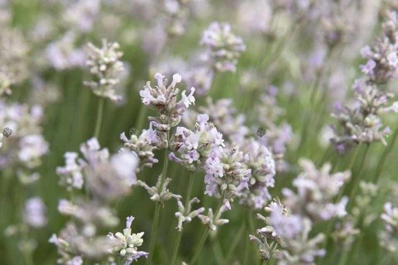 Lawenda wąskolistna Rosea Lavandula angustifolia