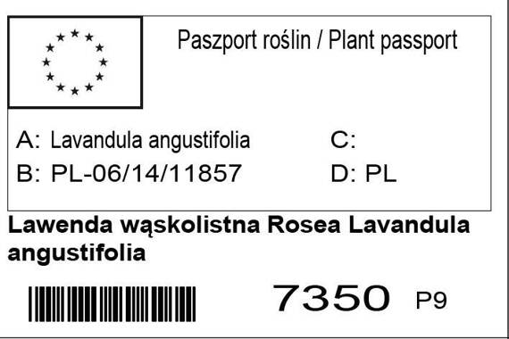 Lawenda wąskolistna Rosea Lavandula angustifolia