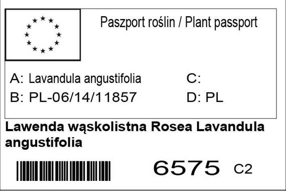 Lawenda wąskolistna Rosea Lavandula angustifolia