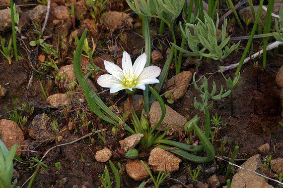 Lewizja newadeńska Lewisia nevadensis