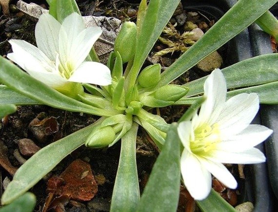 Lewizja newadeńska Lewisia nevadensis