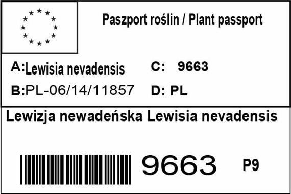 Lewizja newadeńska Lewisia nevadensis