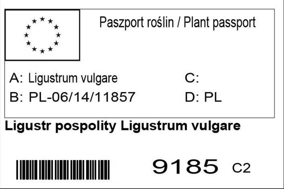 Ligustr pospolity Ligustrum vulgare