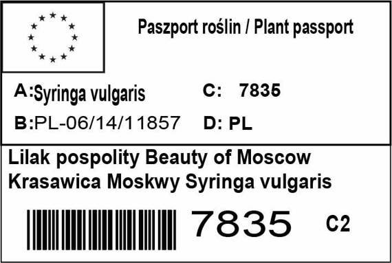 Lilak pospolity Beauty of Moscow Krasawica Moskwy Syringa vulgaris 