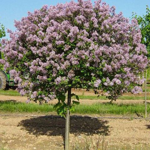 Lilak pospolity Beauty of Moscow Krasawica Moskwy Syringa vulgaris 