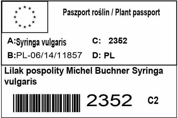 Lilak pospolity Michel Buchner Syringa vulgaris