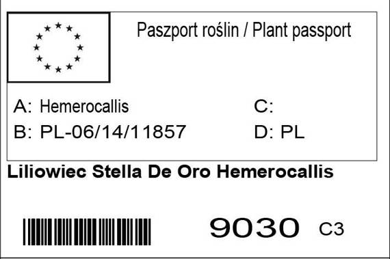 Liliowiec Stella De Oro Hemerocallis