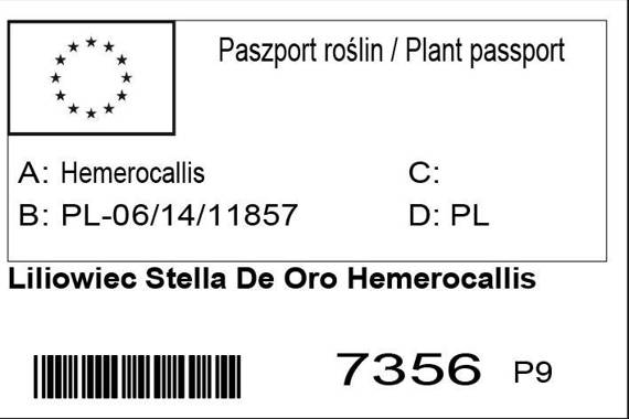 Liliowiec Stella De Oro Hemerocallis