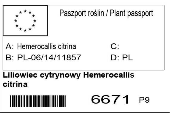 Liliowiec cytrynowy Hemerocallis citrina