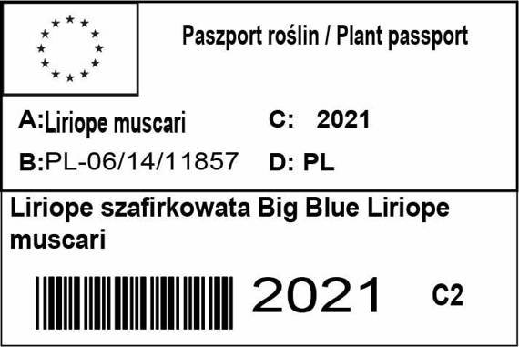 Liriope szafirkowata Big Blue Liriope muscari