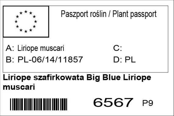 Liriope szafirkowata Big Blue Liriope muscari