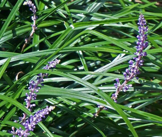 Liriope szafirkowata Big Blue Liriope muscari