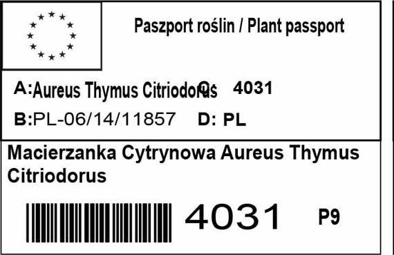 Macierzanka cytrynowa Aureus Thymus citriodorus