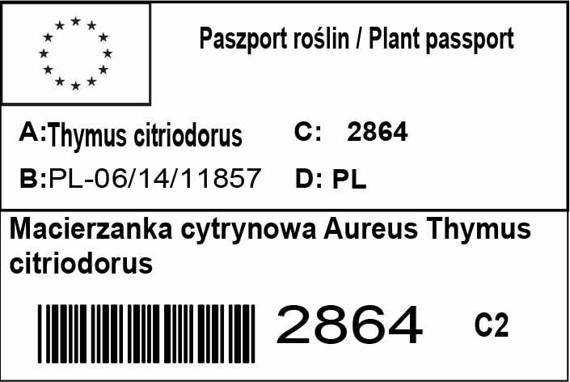 Macierzanka cytrynowa Aureus Thymus citriodorus