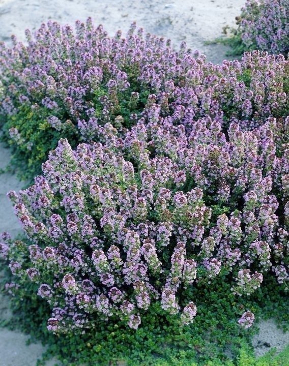 Macierzanka cytrynowa Doone Valley Thymus citrodorus