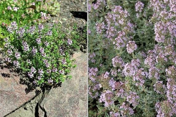 Macierzanka cytrynowa Silver Queen Thymus citriodorus