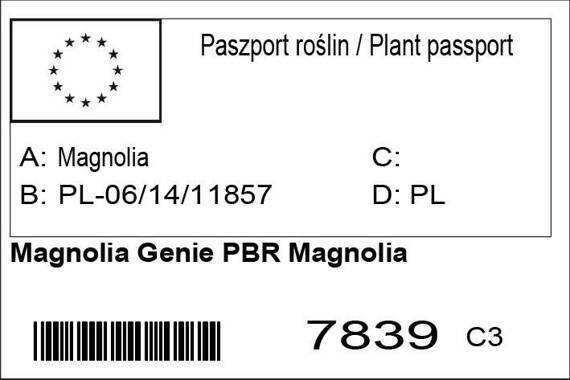 Magnolia Genie PBR