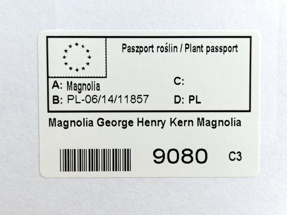 Magnolia George Henry Kern
