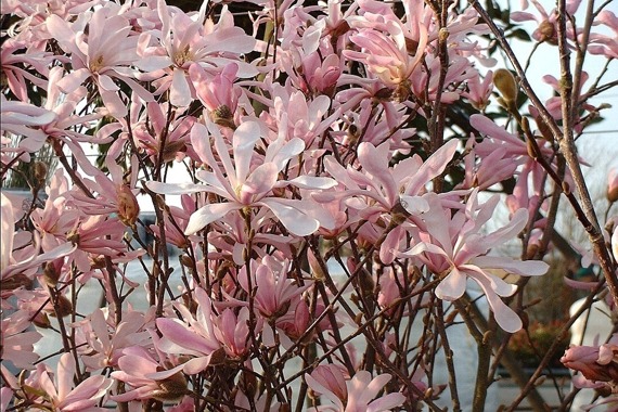 Magnolia Loebnera Leonard Messel Magnolia loebneri